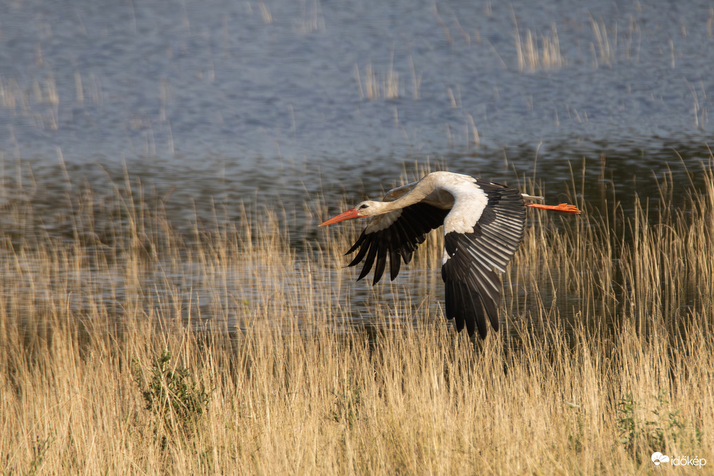 Szállj szabadon... -- 