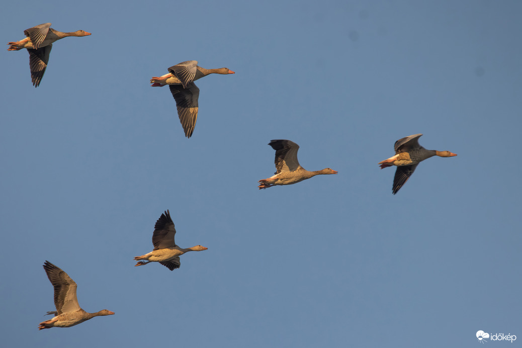 Suhanás a gyülekezőhelyre... -- 