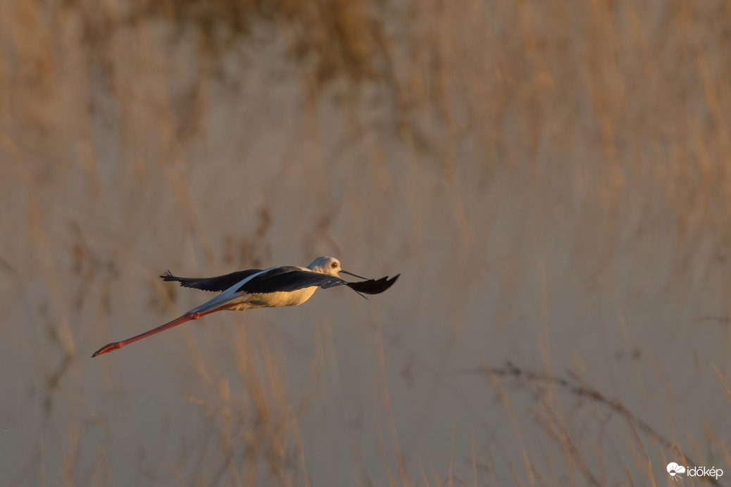 Suhanó dumagép... -- 