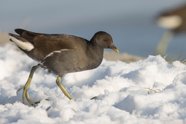 Keresgésés a hóban...