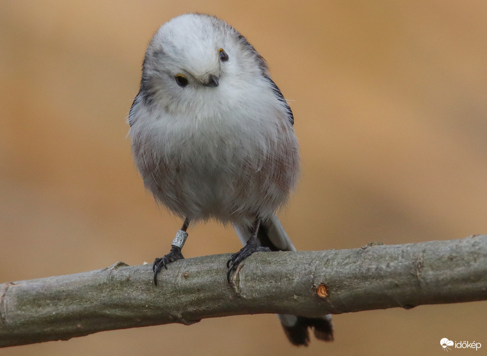 Aki kétszer is sorba állt amikor a cukiságot osztották... -- 