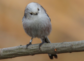 Aki kétszer is sorba állt amikor a cukiságot osztották... -- 