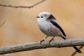 Gyerekek kedvence lett eme pelyhes egyed, mely eme fejszerkezetel teremtetett, s nevetve repkedett kertekbe nem egyszer eledelt szedegetve, s emberek szeretete bekebelezte ezen szemeket... 