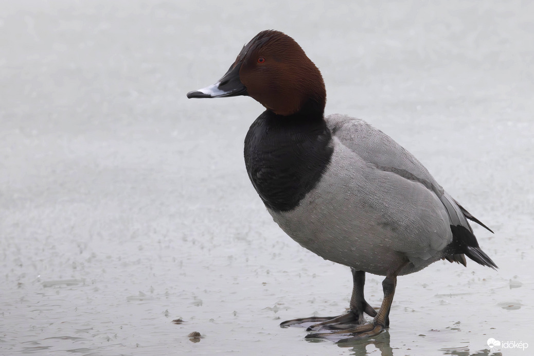 Ha eljön egy barát... -- 