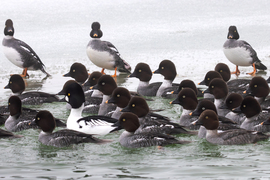 A három testőr(nő) -- 