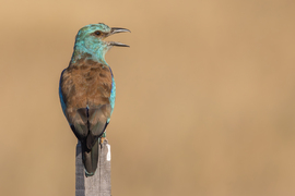 Már messze járok, de visszatérek! -- 