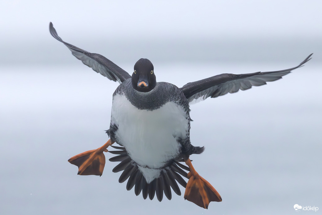 Érkezés kacsa módra viccesen... -- 