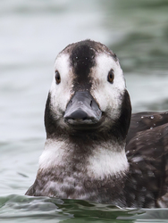 Igazolványkép -- A gyúrós... -- 