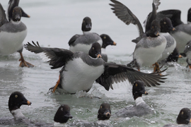 Vigyázat kényszerleszállás a kettes kifutón! A becsapódás elkerülhetetlen... -- 