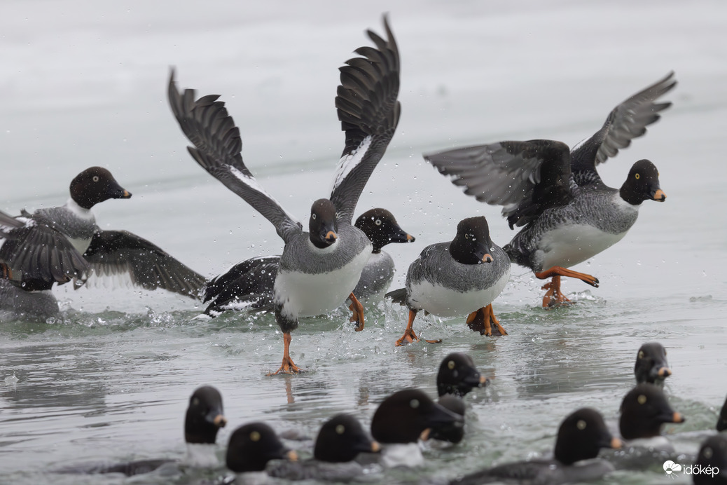 Kérem vigyázzanak, a récék távoznak! -- 