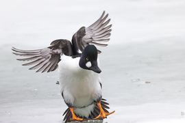 Angyalszárnyas érkezés... -- 