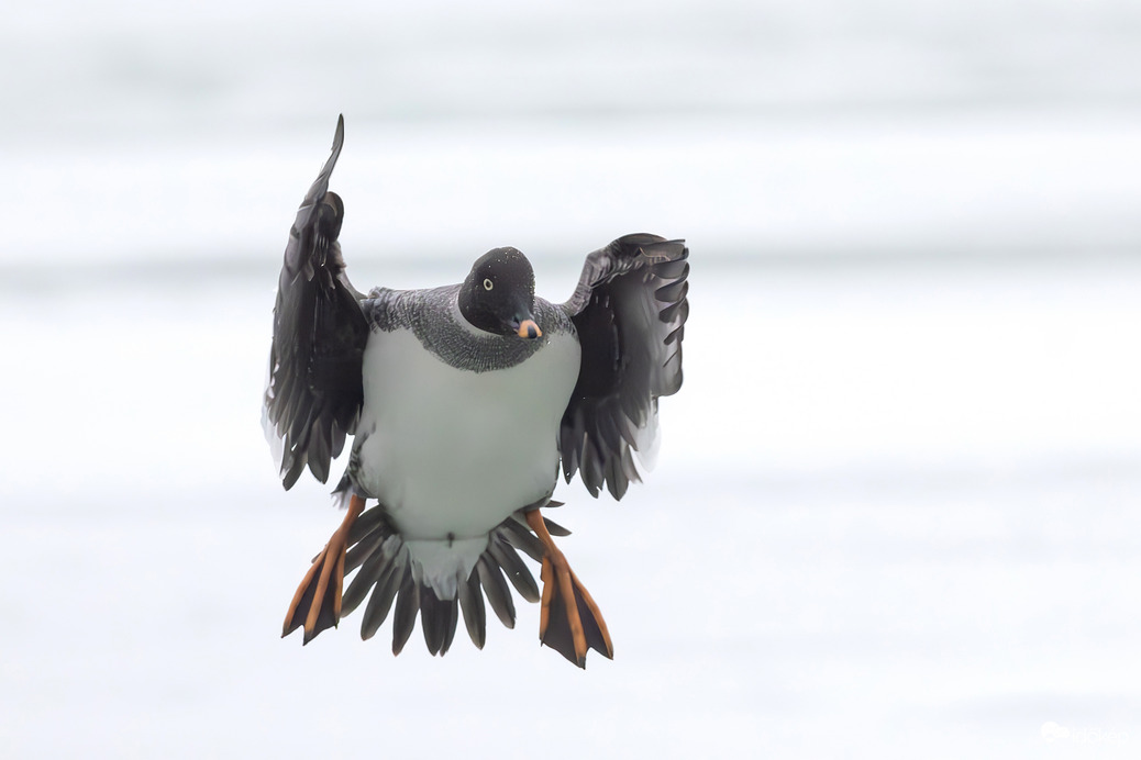 A karmester: Tessék ritmusra hápogni!!! -- 