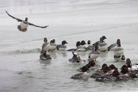 Életkép a lihogóról... -- 