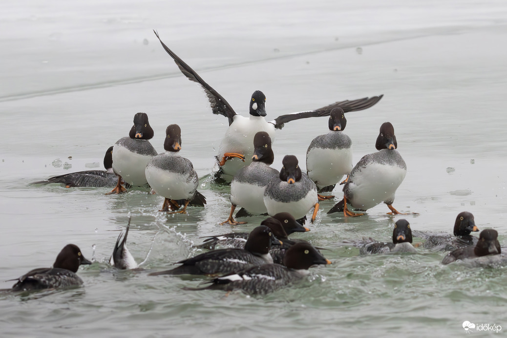 Hali csajok, megjöttem!!! -- 