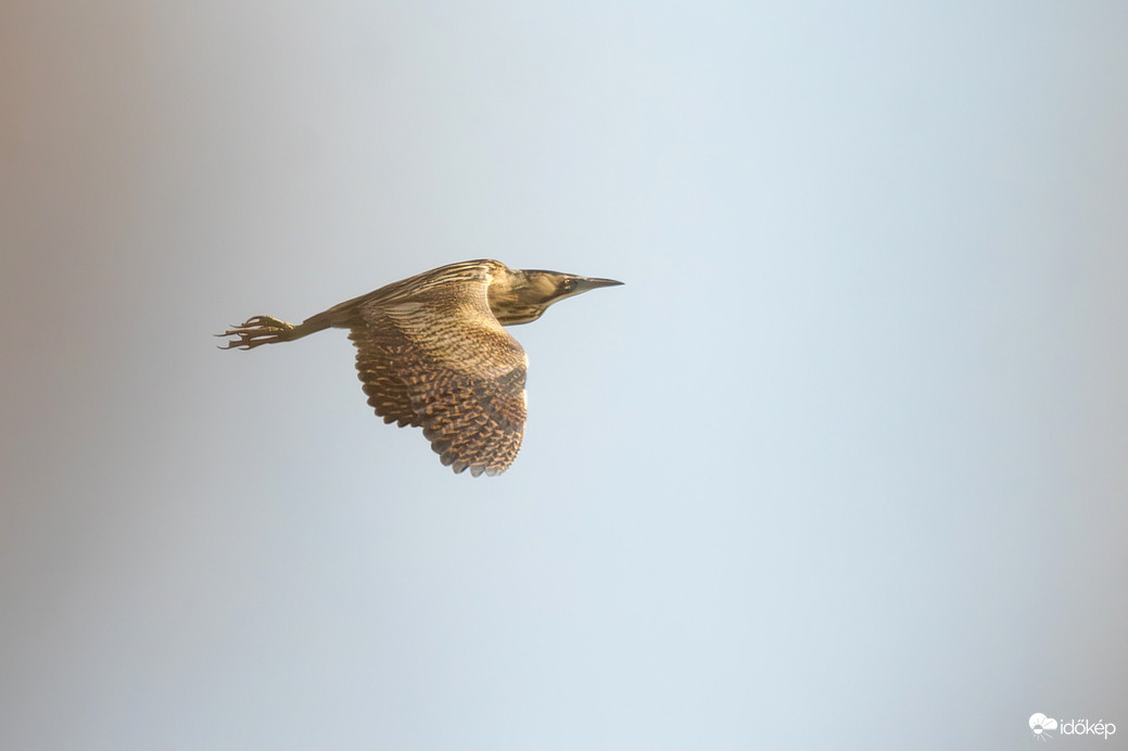 Köztünk volt a nádas, de átlátni rajta egy kicsit... -- 