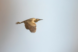 Köztünk volt a nádas, de átlátni rajta egy kicsit... -- 