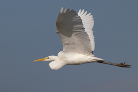Kecsesen hasítja a levegőt -- 