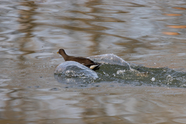 Néha túlpörög a motor..., vagy sok volt a nitro... -- 