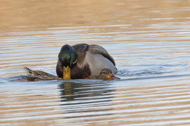 Lesznek kiskacsák... -- 