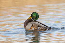 Nagy mellénnyel... -- 