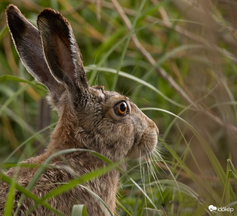A nyuszi már készülődik...