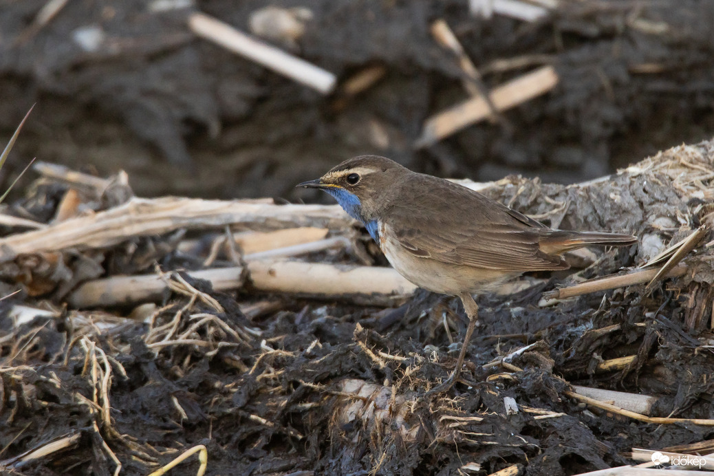 Nem vörösbegy... -- 