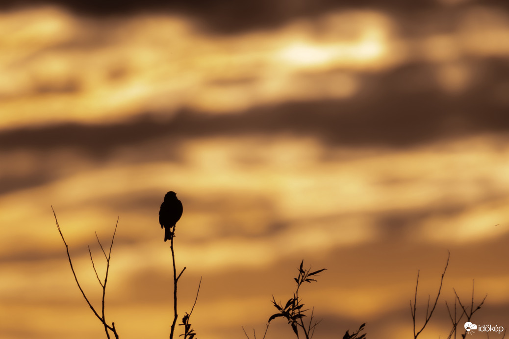 A sordély naplementében...