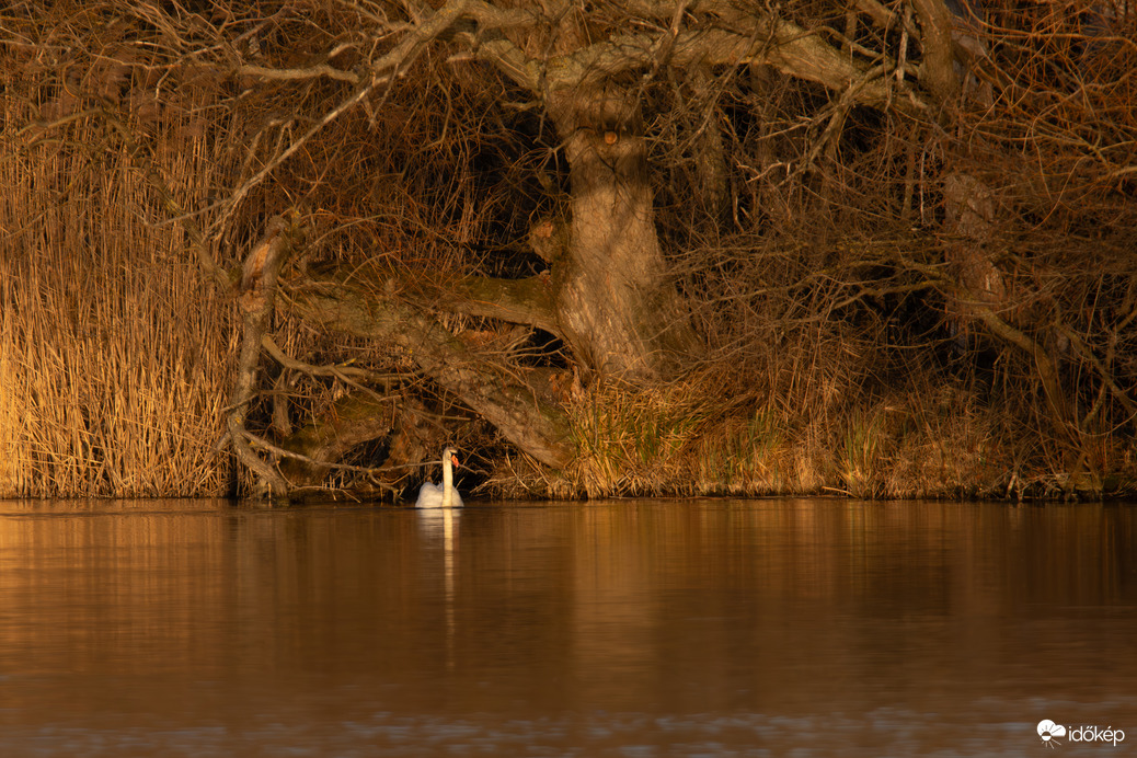 Az öreg fa és a hattyú...
