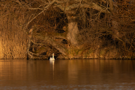 Az öreg fa és a hattyú...