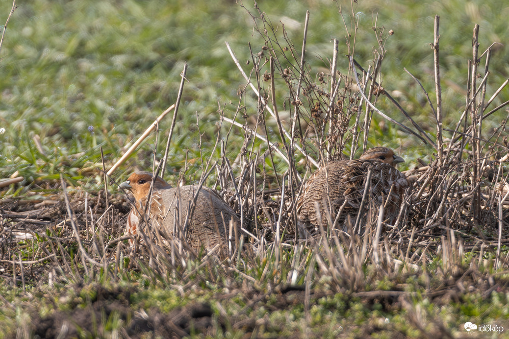Lapulnak mint a szökött rabok... -- 