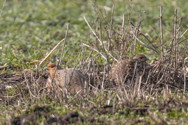 Lapulnak mint a szökött rabok... -- 
