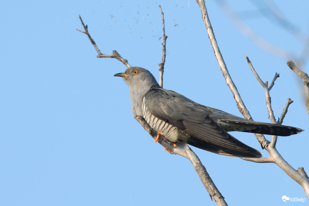 Nádirigó fészket sasol a sumák... -- 