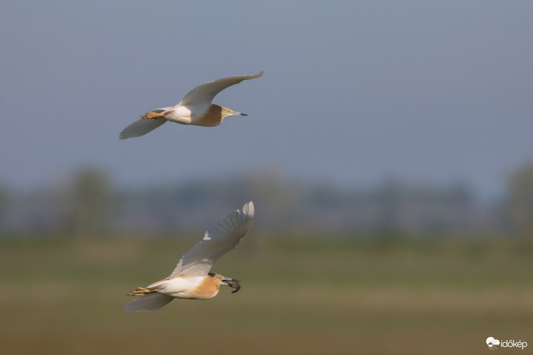 A szállító és kisérője -- 