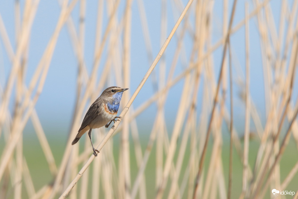 A legszínesebb énekes a nádasban... -- 