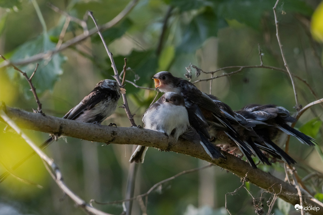 Én vagyok a legéhesebb!!!