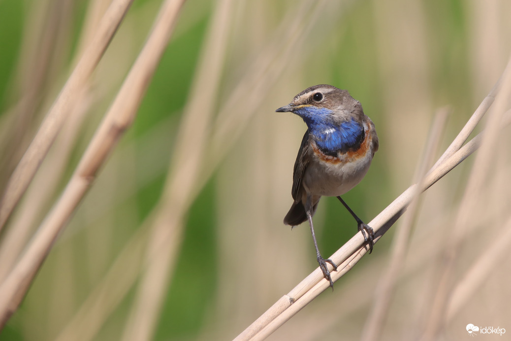 Nem kell mindig énekelni, lehet pózolni is. -- 