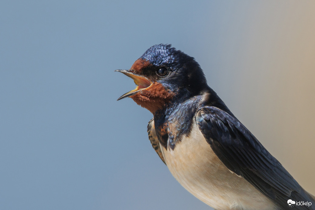 Én is megmondom a magamét... -- 