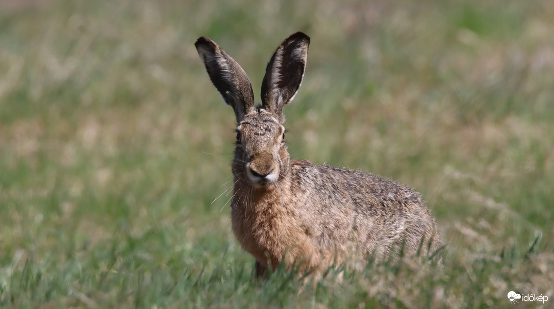 Kellemes húsvéti ünnepeket kívánok! 