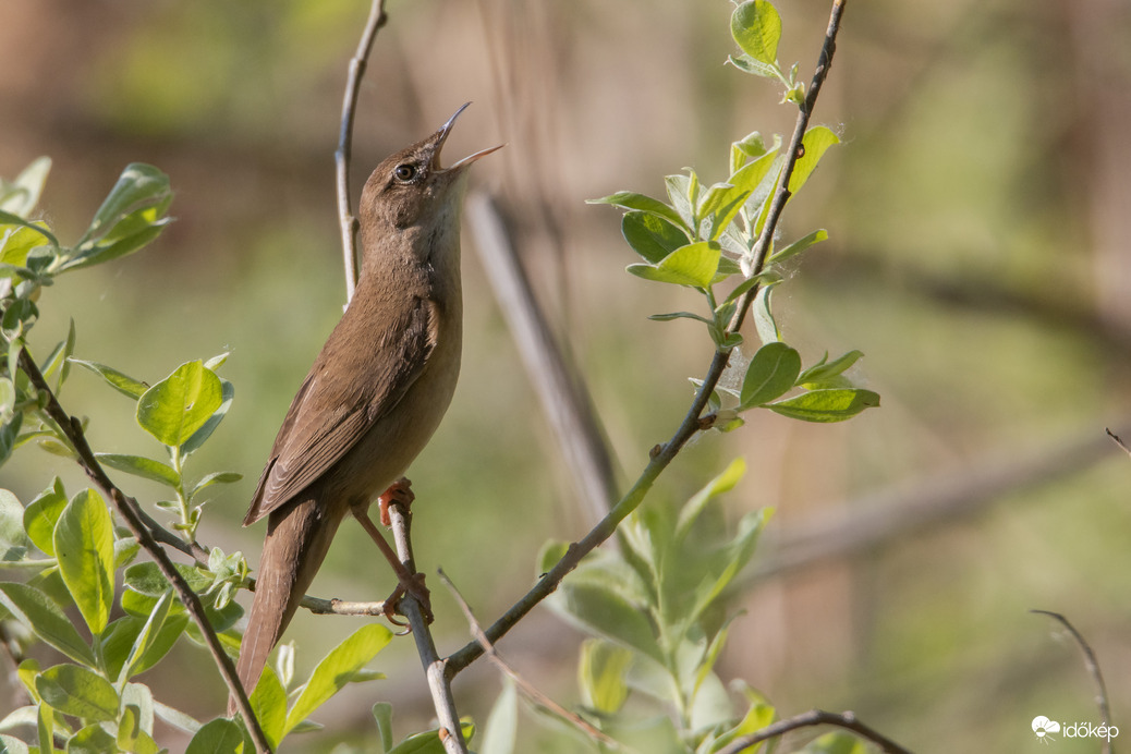 Nála beakadt a tű... -- 