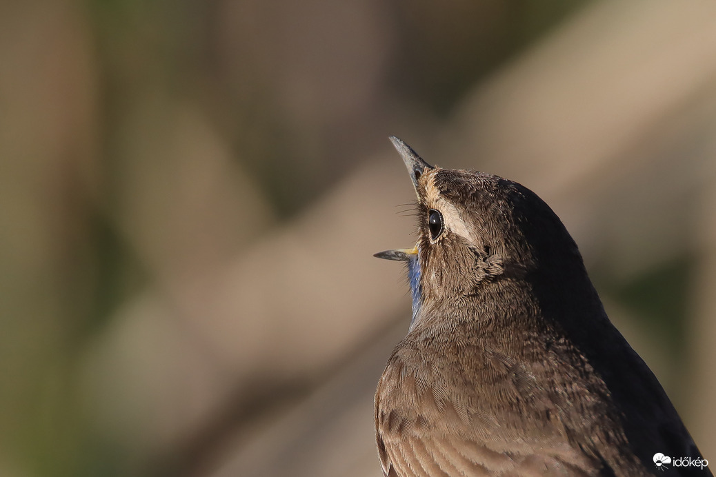 Ének naplementével a szemében...