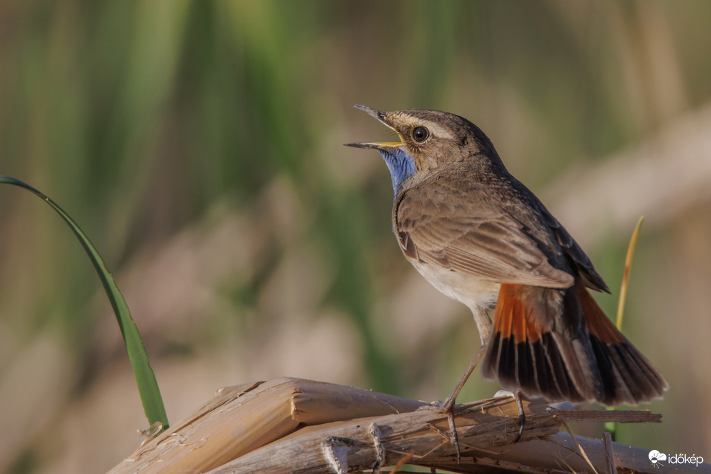 Felhangzott a dal... -- 