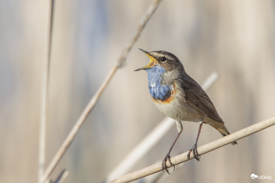 Kék a begye, arca csupa derű, ez a madár kérem, hát nem egyszerű, és ha egyszer, majd dalra penderül, a nádas is össze dűl...