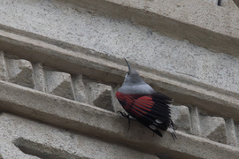 Ne fotózd a pompolómat amikor vadászok!!! -- 