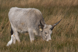 A pásztor és a szökevény -- 