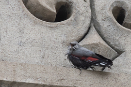 Megfürodtem, most miért kell ilyen kócosan lefotóznod? -- 