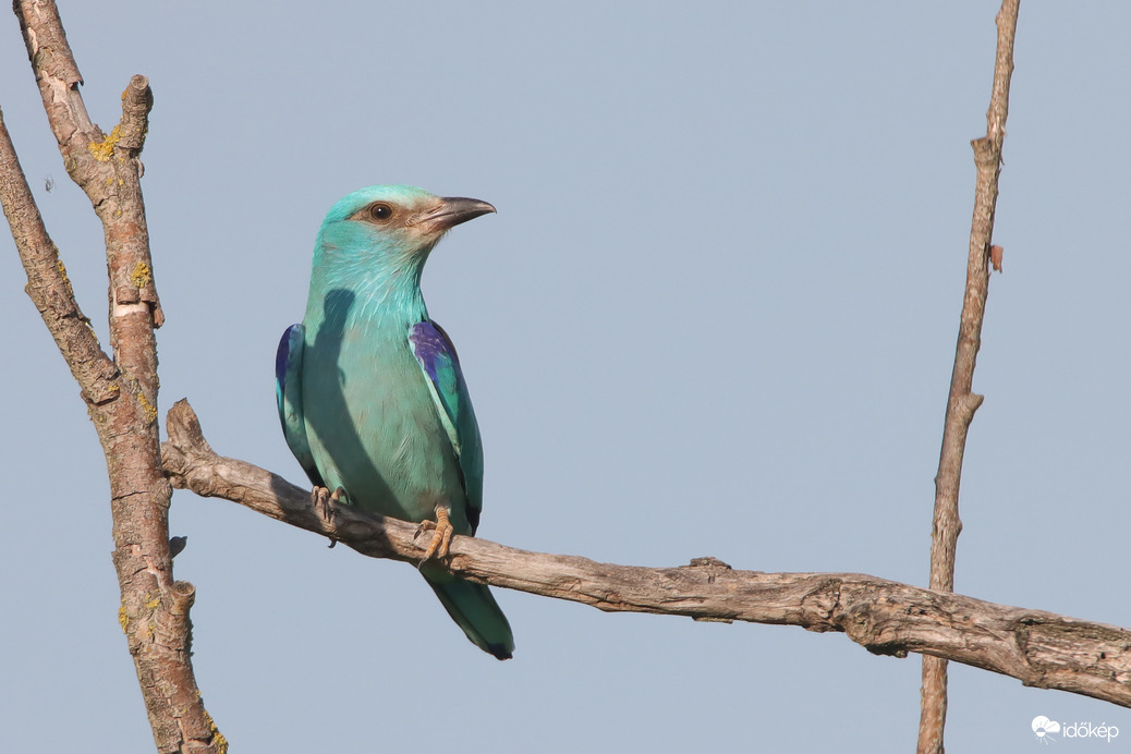 Kezd bekékülni a fa... -- 