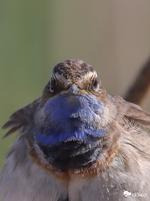 Igazolványképre jelentkezett be tegnap a kékbegy, erre idejött kócosan. -- 