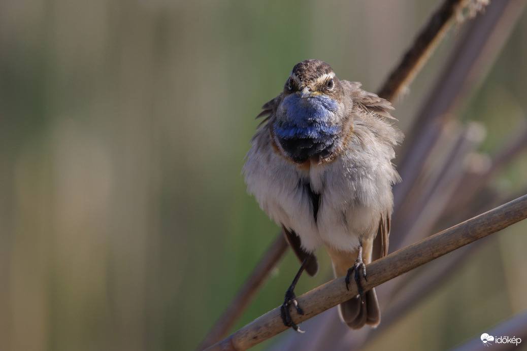 Téli bunda 25 fokban?!? A kis fázós... -- 