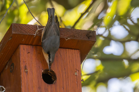 A csuszka még az odúba is fejjel lefelé nézett be...