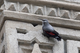 Én őt kaptam karácsonyra... -- 